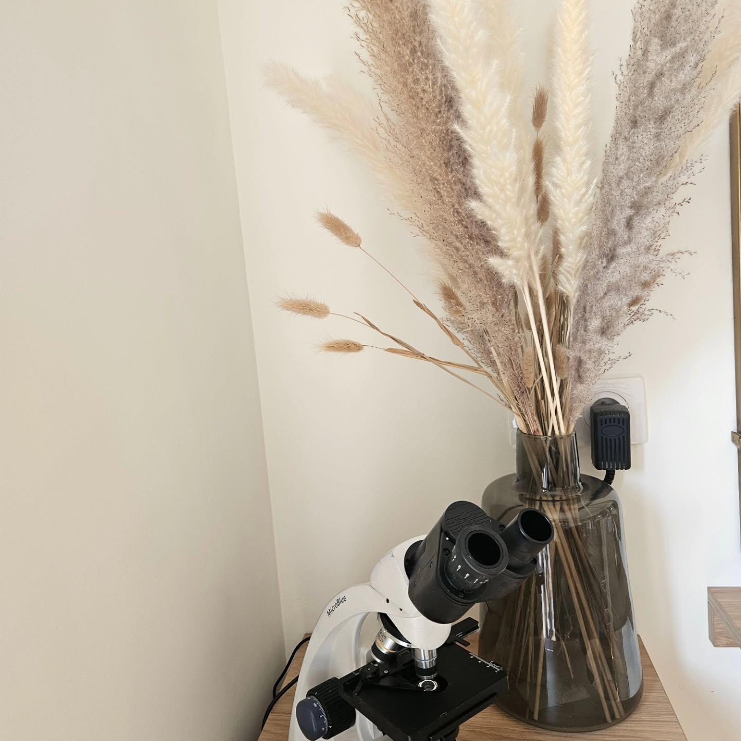 Microscope le boudoir by carole